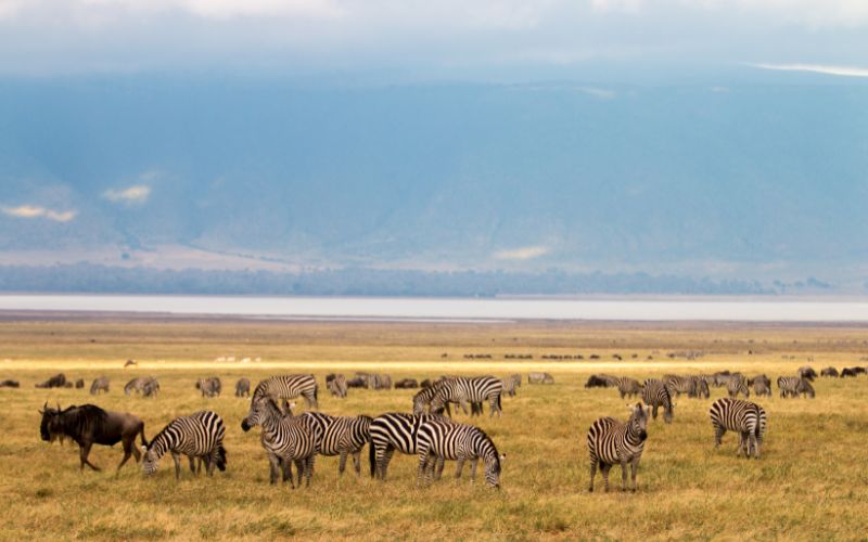 JTS069 – 3 Days Ngorongoro Safari