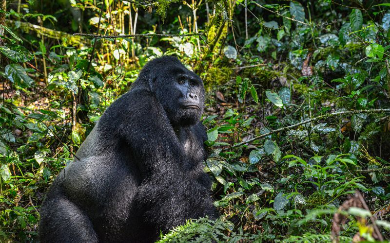 JTS092 – 3 Days Mountain Gorilla Safari