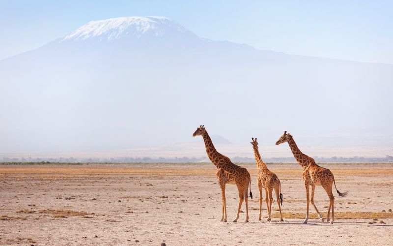 JTS046 – 6 Days Lake Nakuru, Maasai Mara, Amboseli