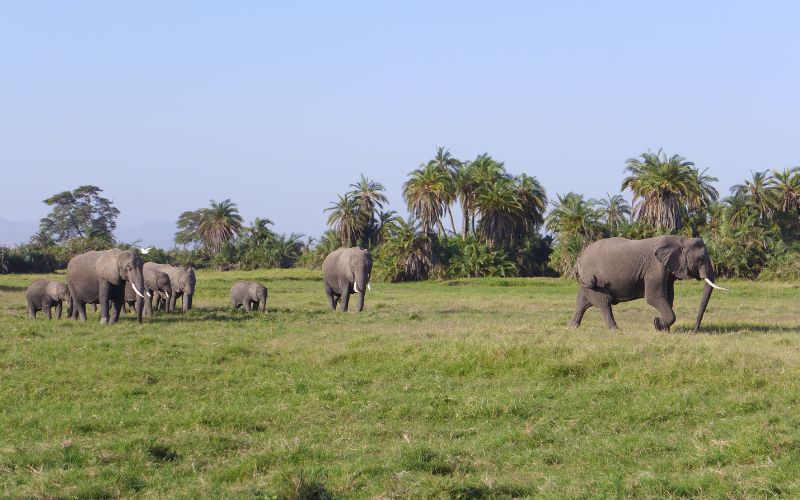 JTS037 – Kilimanjaro Buffalo Safari – 4 Days Amboseli, Tsavo East, West