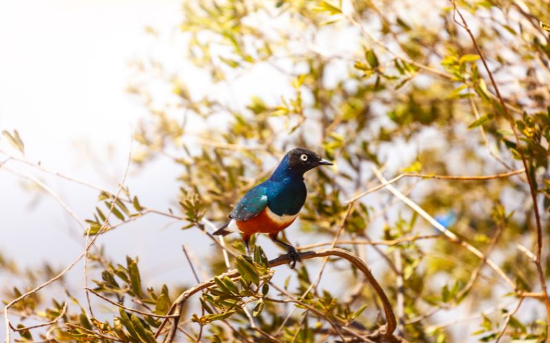 JTS058 – Kenya Bird Watching Safari