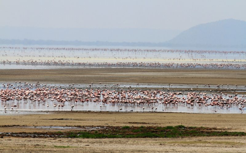 JTS085 – 7 Days Lake Manyara, Ngorongoro, Serengeti