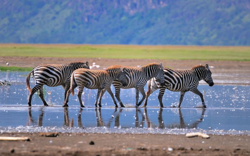 JTS033 – 4 Days Maasai Mara – Lake Nakuru Safari