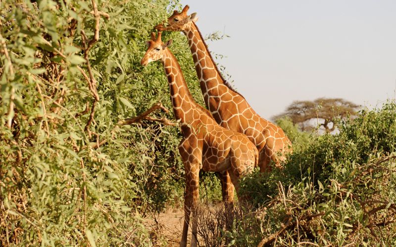 JTS109 – 7 Days Kenya Wildlife Safari & Beach Holidays