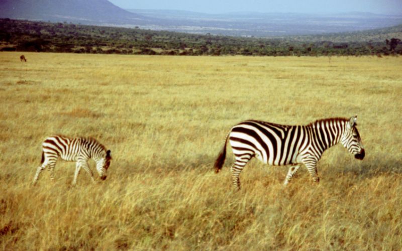 JTS039 – Zebra Crossing Safari – 5 Days Lake Nakuru, Lake Naivasha, Maasai Mara