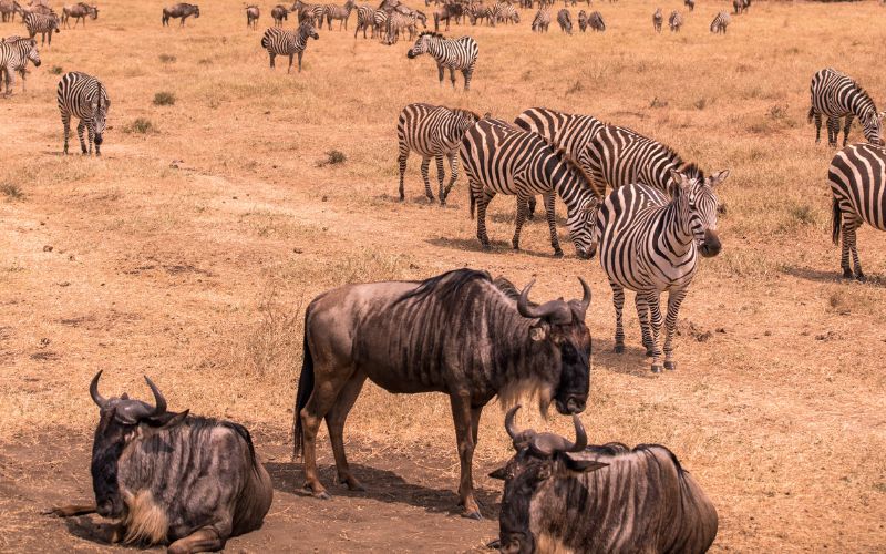 Featured Kenya Safaris