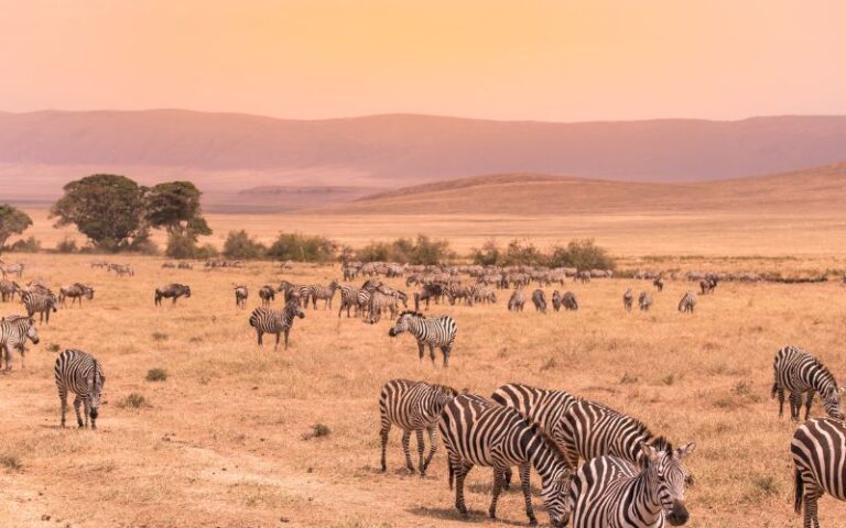 ngorongoro-tanzania-safari