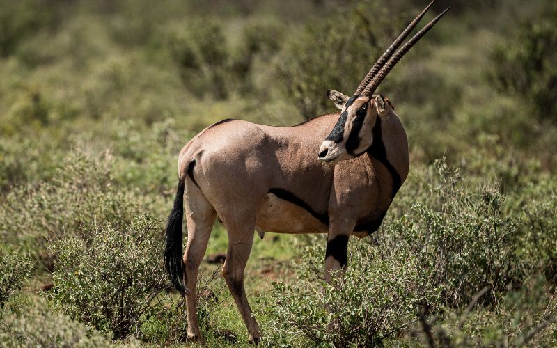 JTS050 – 7 Days  The Ark, Mt Kenya Safari Club, Sweetwaters, Samburu