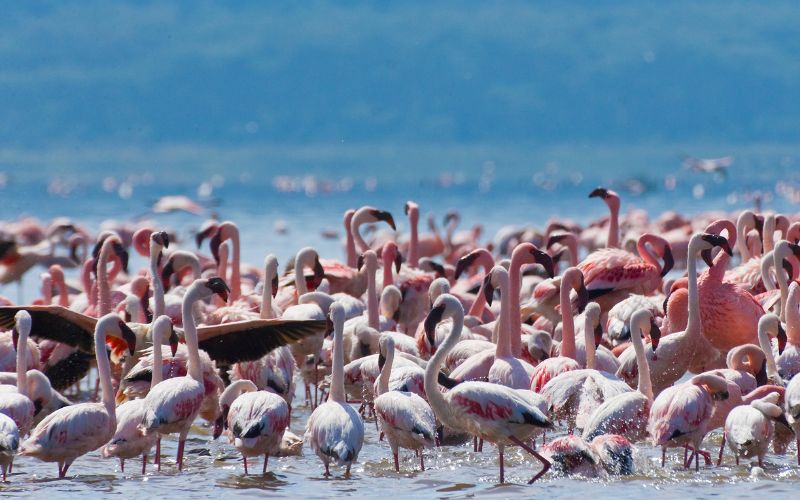 JTS03 – 3 Days 2 Nights Lake Nakuru – Lake Naivasha