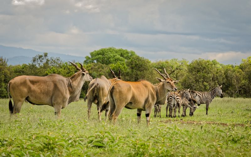 17 Days Samburu – Aberdares – Lake Nakuru – Maasai Mara – Amboseli – Ngorongoro Crater – Serengeti – Lake Manyara – Zanzibar