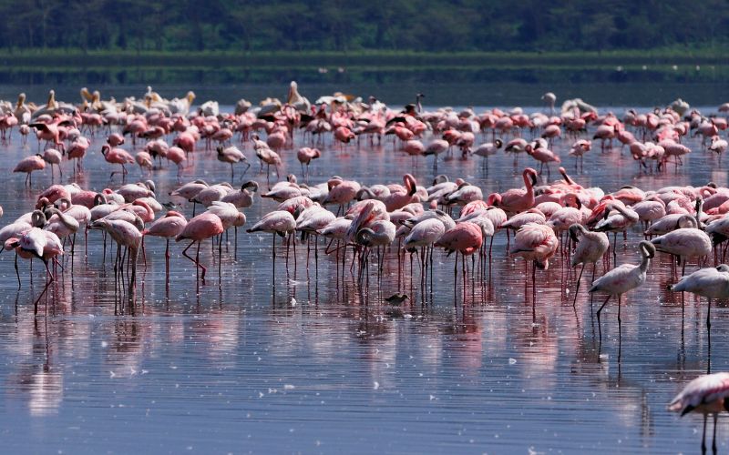 JTS066 – 10 Days Kenya Wildlife Safari & Beach Holidays – Maasai Mara, Lake Nakuru, Mombasa Beach Holiday