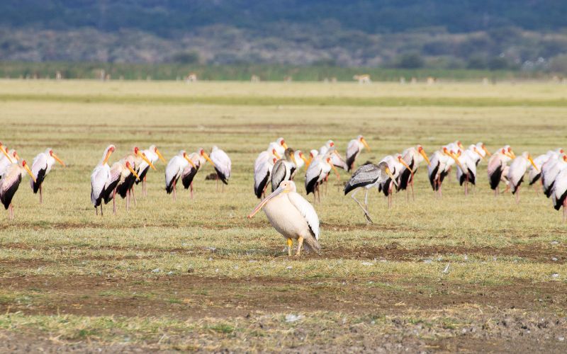 14 Days Lake Nakuru – Masai Mara – Ngorongoro Crater – Serengeti – Lake Manyara – Zanzibar Beach holiday