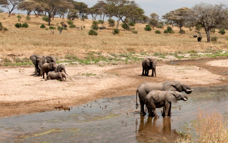 Featured Kenya Safaris