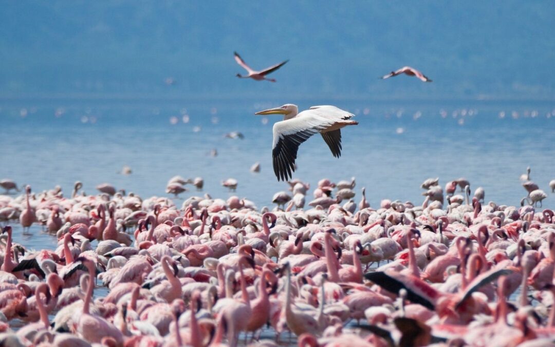 12 Days Holiday Package (Safari and Beach Holiday in Diani Beach