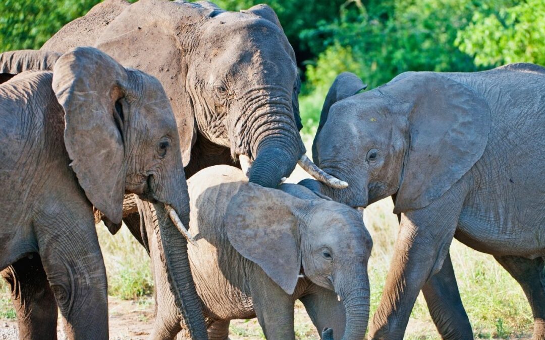 15 Days Holiday Package